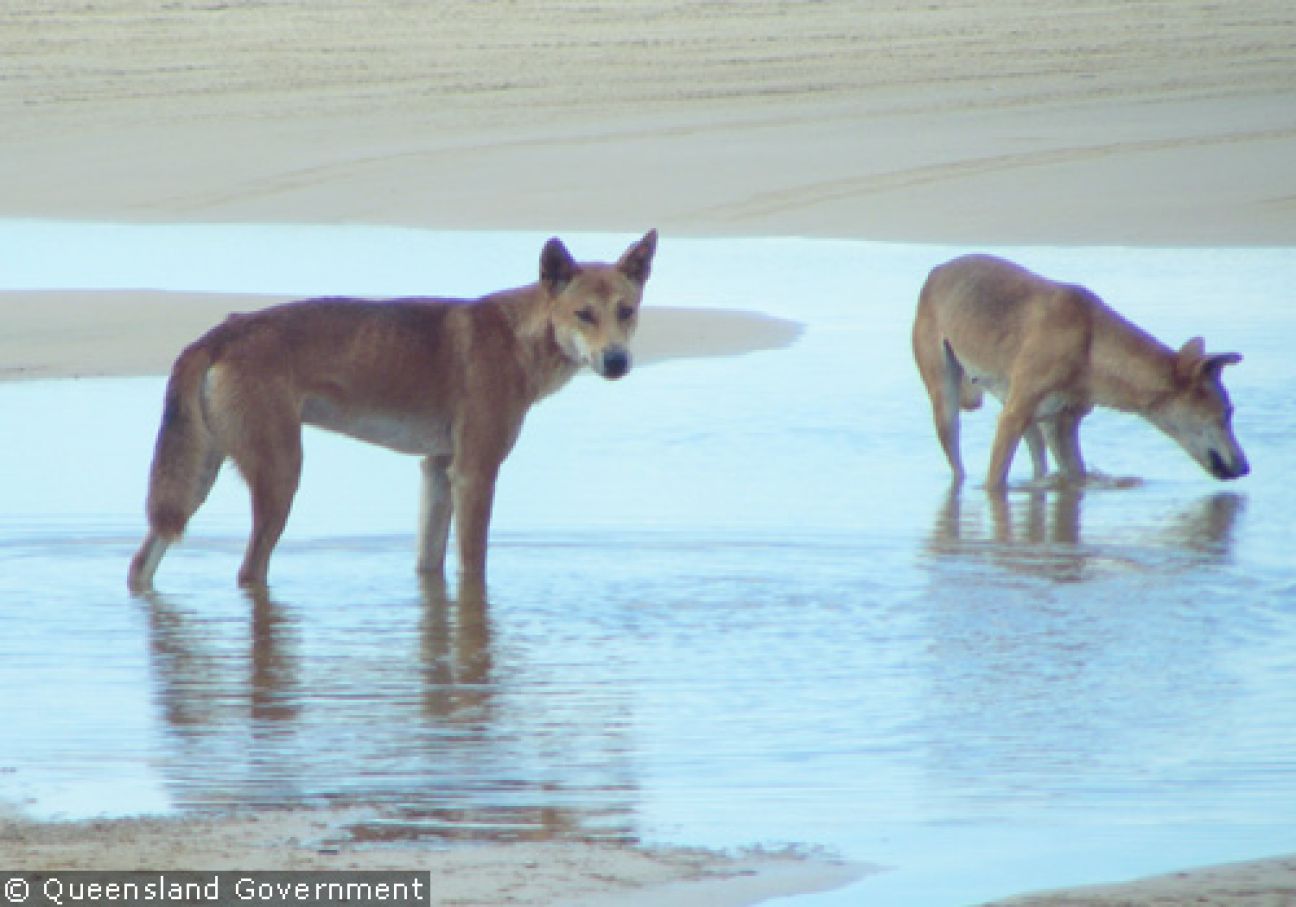 Fraser Island Dingoes