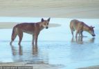 Fraser Island Dingoes