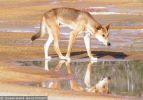 Fraser Island Dingoes