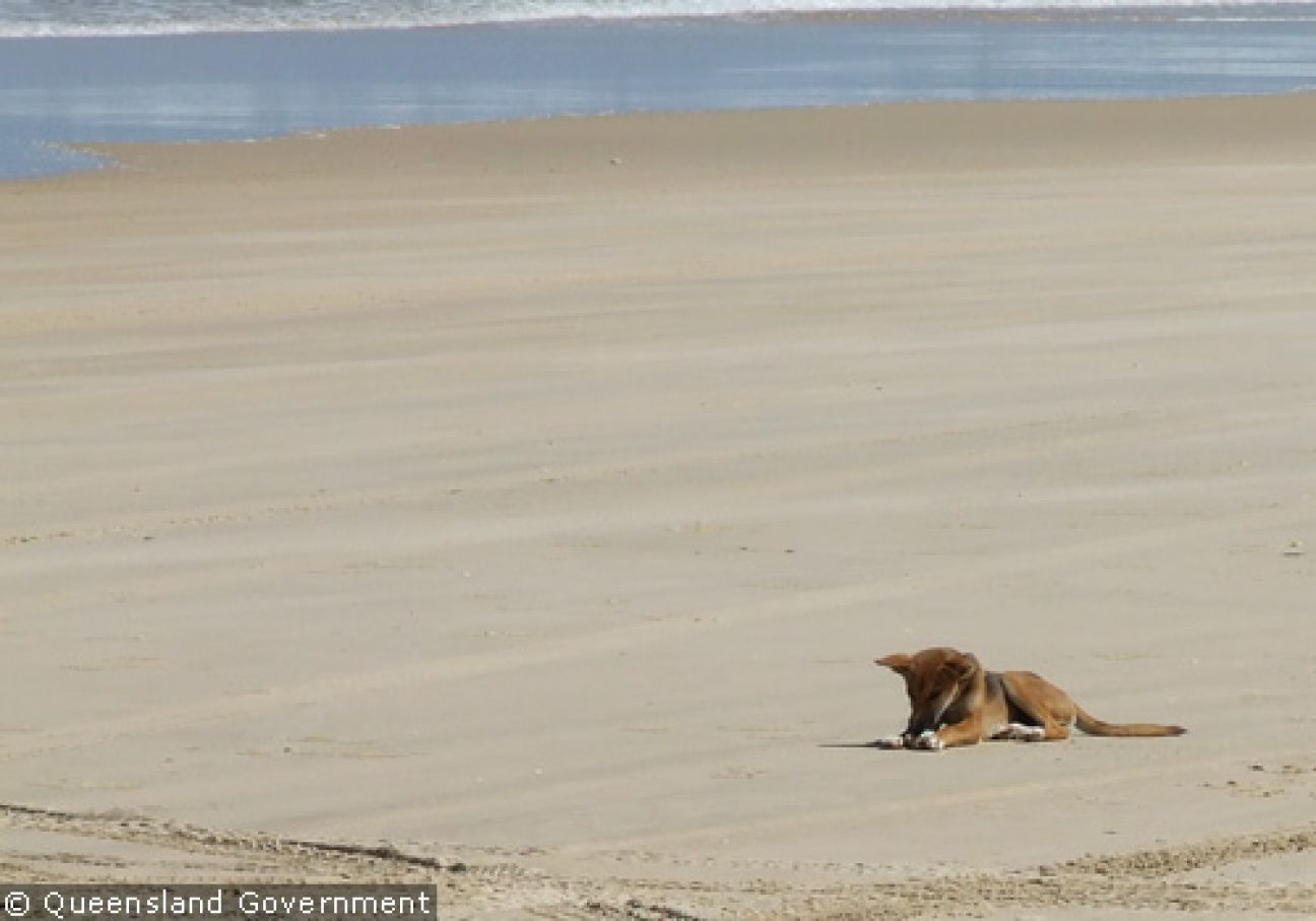 Fraser Island Dingoes
