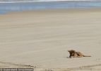 Fraser Island Dingoes