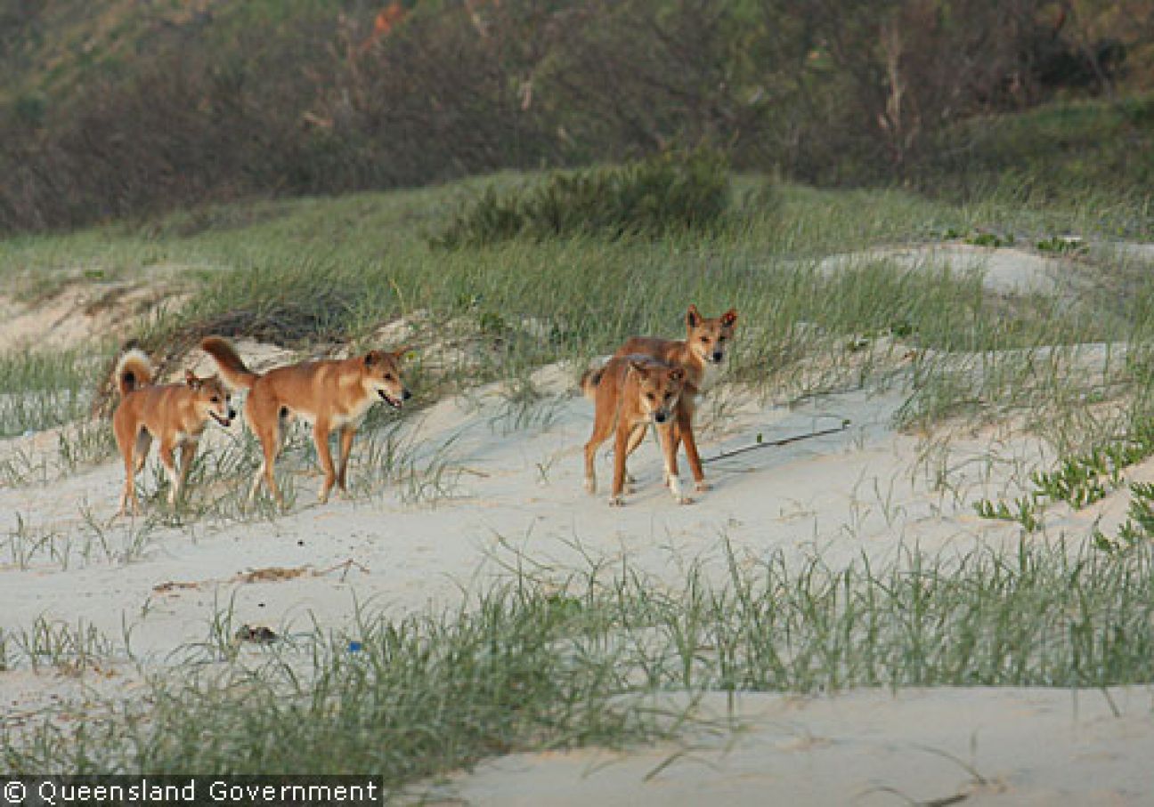 Fraser Island Dingoes