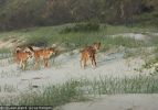 Fraser Island Dingoes