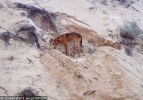 Fraser Island Dingoes
