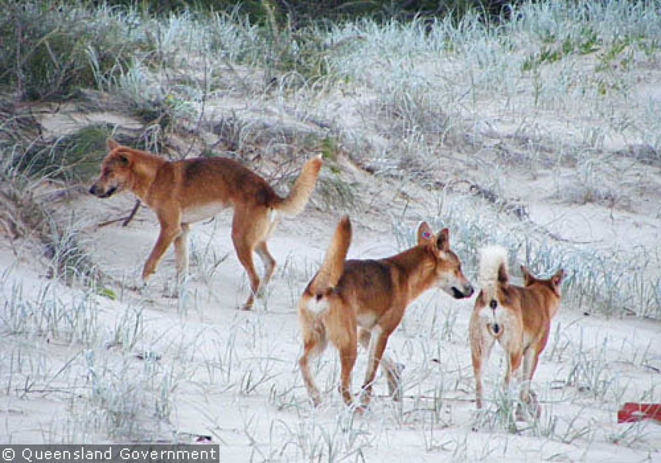 Fraser Island Dingoes