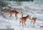 Fraser Island Dingoes