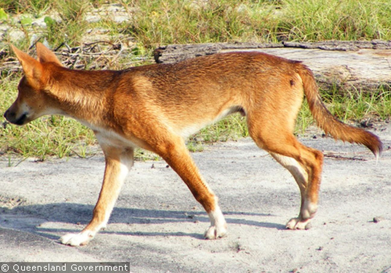 Fraser Island Dingoes