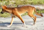Fraser Island Dingoes
