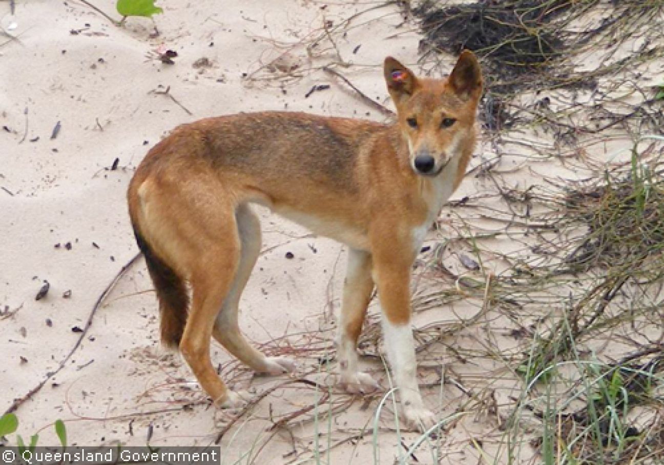 Fraser Island Dingoes