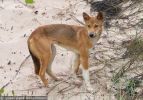 Fraser Island Dingoes