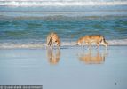 Fraser Island Dingoes