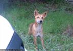 Fraser Island Dingoes