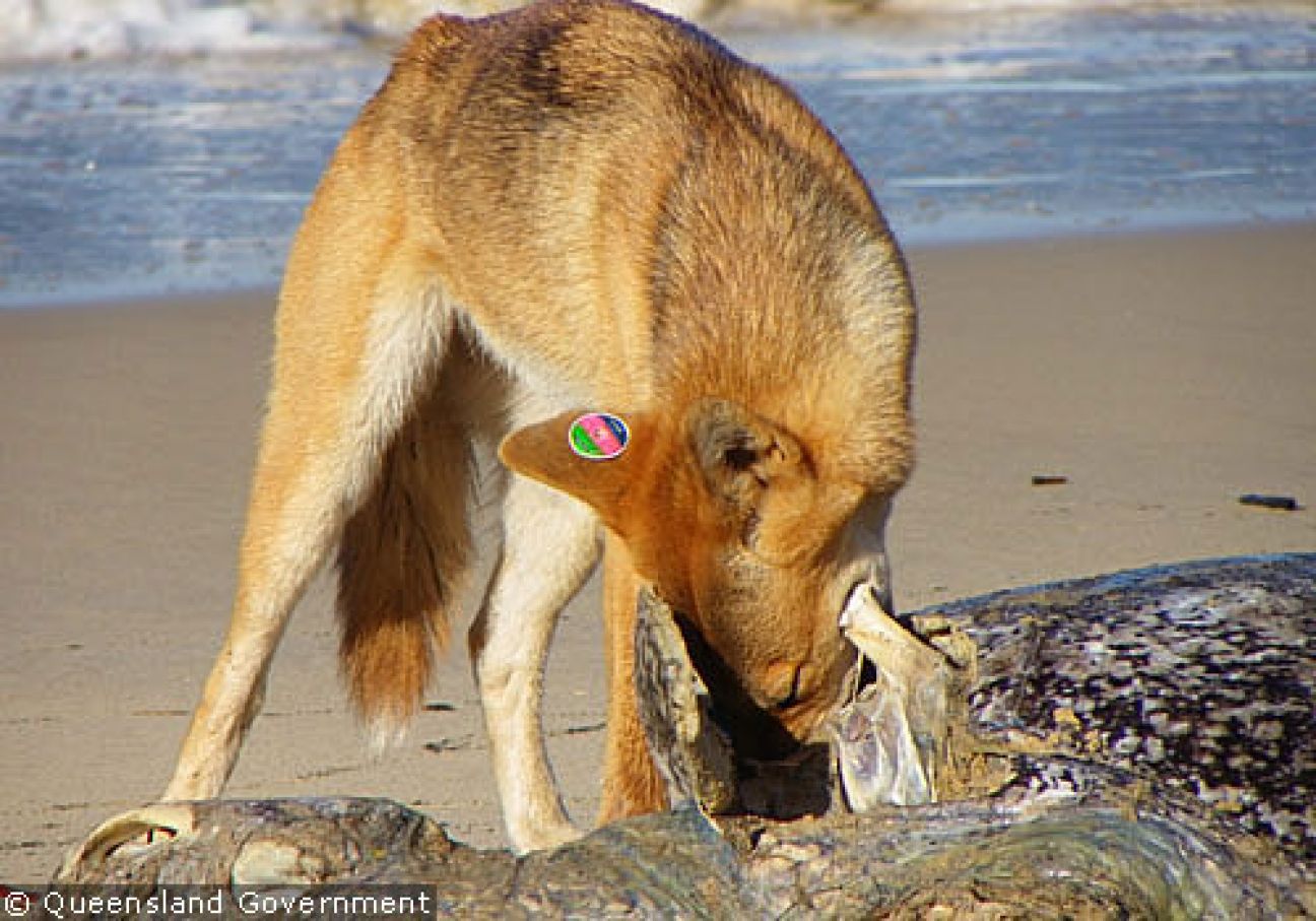 Fraser Island Dingoes June 2011
