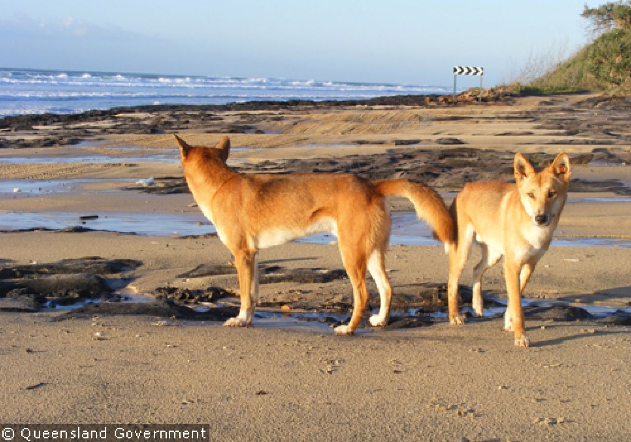 Fraser Island Dingoes