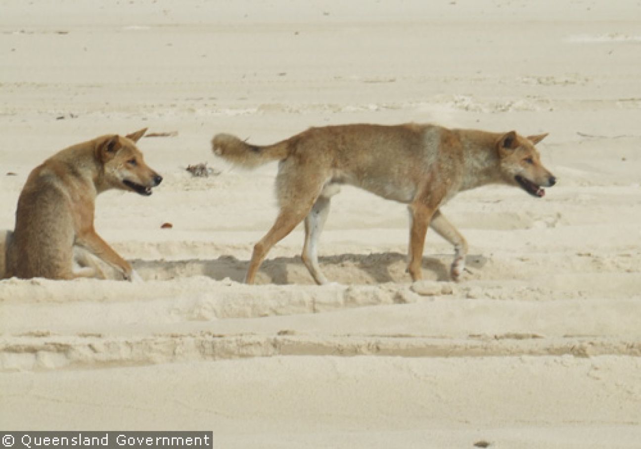Dingo image gallery September 2010 | K'gari, Great Sandy National Park ...