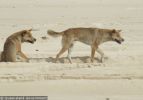 Fraser Island Dingoes