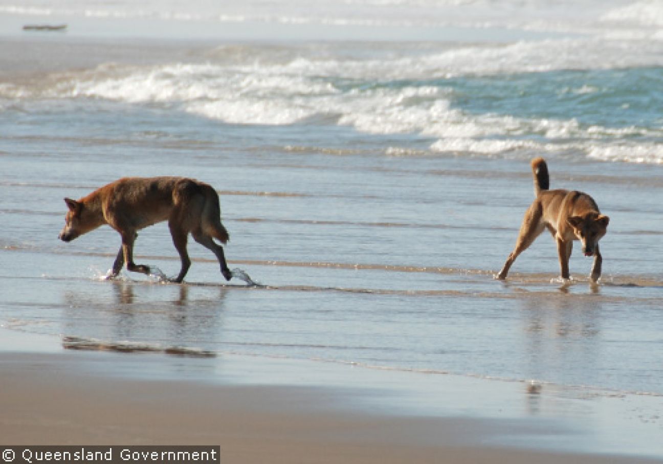 Fraser Island Dingoes