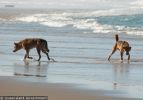 Fraser Island Dingoes