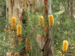 Image of candle-stick banksia in scribbly gum forest on the Tibrogargan circuit.