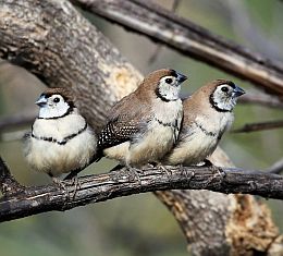 Image of gregarious double-barred finches.