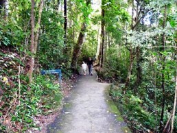 High altitude rainforest