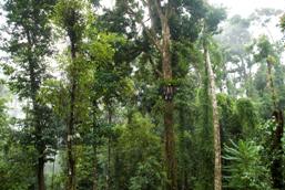 The Palmerston rainforest is lush and diverse.