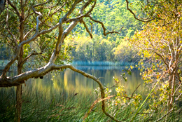 Photo of orange and green foliage in the trees reaching out over the water.