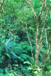 Hope's cycad. 