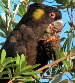 Banksia and casuarina seeds provide for yellow-tailed black cockatoos. 