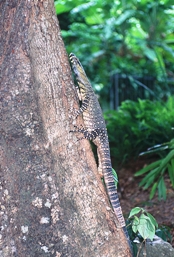 Lace monitor. 