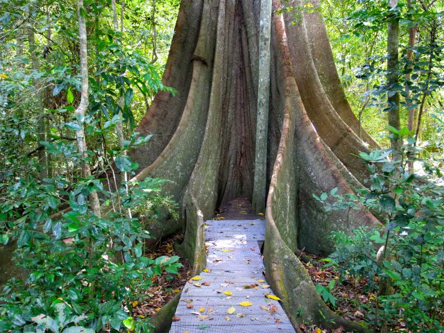 Photo advising to take a short walk in a magnificent rainforest on the Fig tree walk. It is suitable for people using wheelchairs (some assistance may be required).