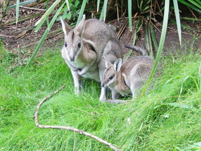 Hana the bridled nailtail wallaby and her joey Brigalow.
