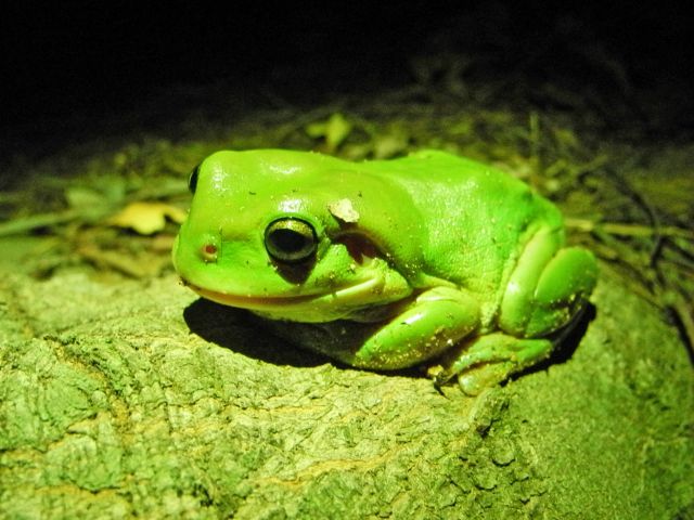 Spotlight at night for nocturnal wildlife, like this frog.