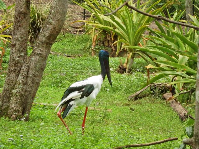 With a heavy black beak and bright red legs, the black-necked stork is a truly striking bird.