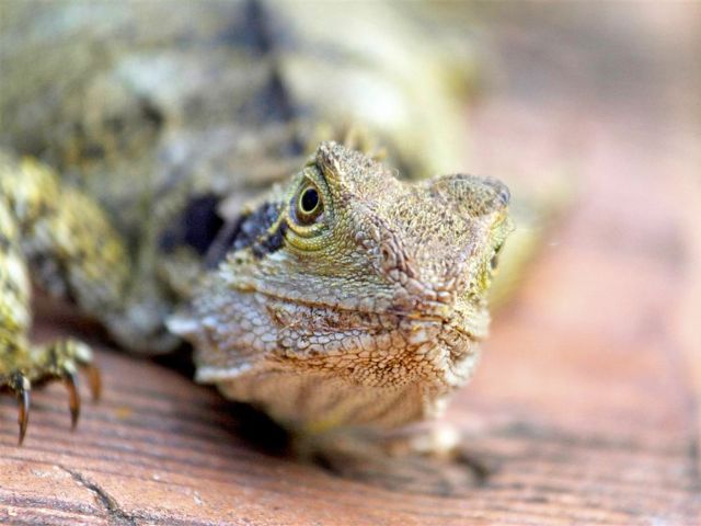 This eastern water dragon has its eye on you.