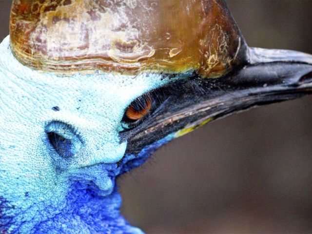 The endangered southern cassowary is a truly stunning creature.