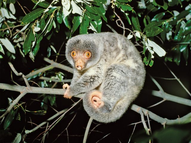 Common spotted cuscus are only found in Kutini-Payamu National Park, New Guinea and some nearby small islands.