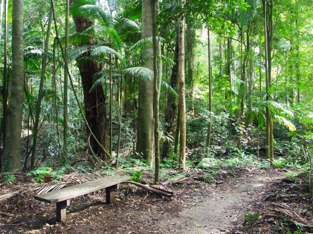 Take your camera and meander through Amamoor State Forest's riparian rainforest on the Rainforest walk at Cedar Grove camping area.