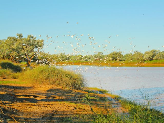 Enjoy abundant bird life at sunset and sunrise from the banks of the Diamantina River.