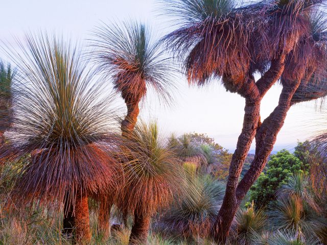 At the summit of Mount Kiangarow, stand beneath ancient grasstrees and follow the changing hues.