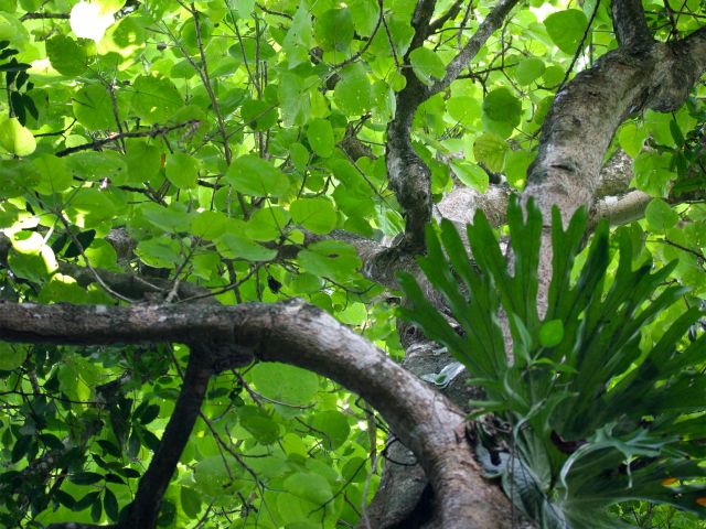 Watch out for large stinging tree on the Fig tree walk. Look but don't touch!