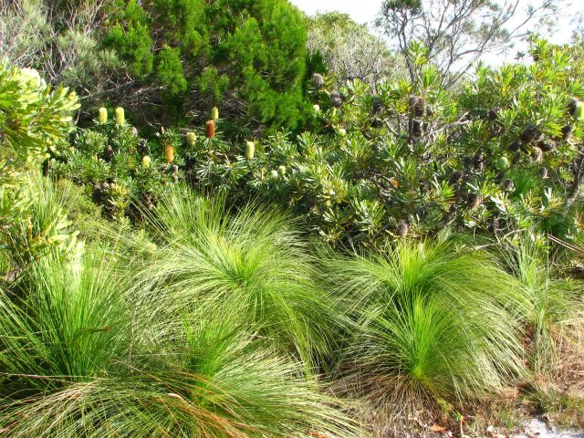 The lush green of grasstrees lining the Alexandria Bay Walk.