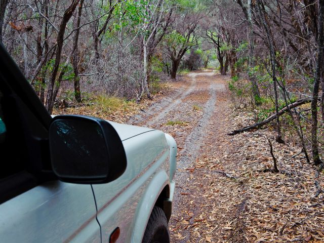 Enjoy a drive through the forest of the Kinkuna section of Burrum Coast National Park.