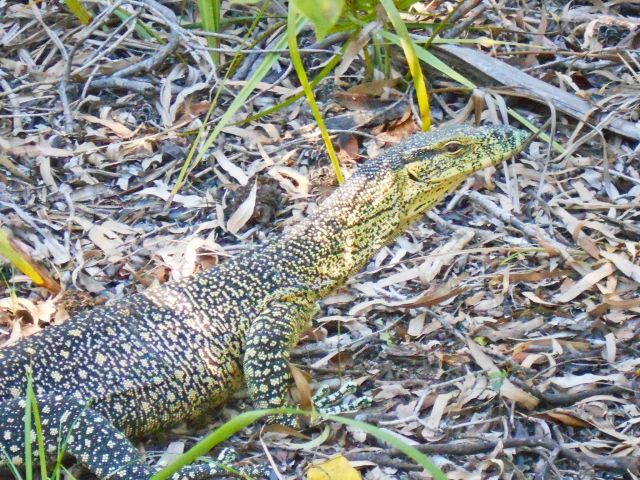 You may spot a lace monitor at the Wreck Rock day-use area.