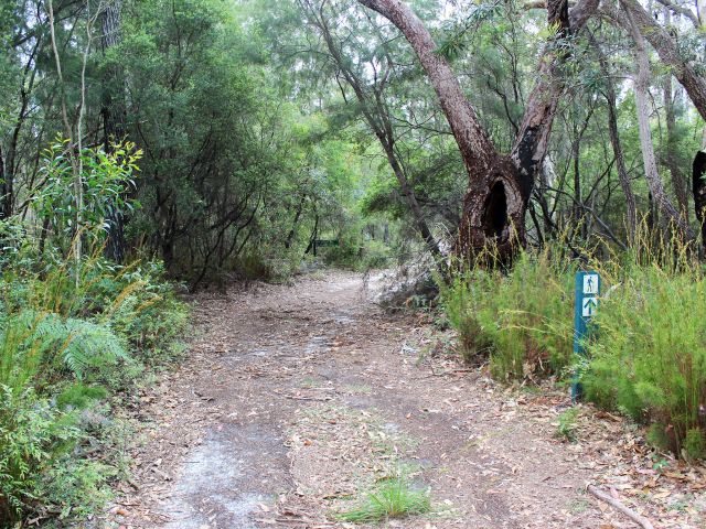 The walk becomes a comfortable saunter through shady groves of she oak and bloodwood trees.