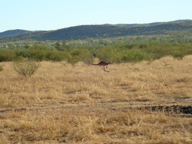 Spot the kangaroos from the hilltop lookout.