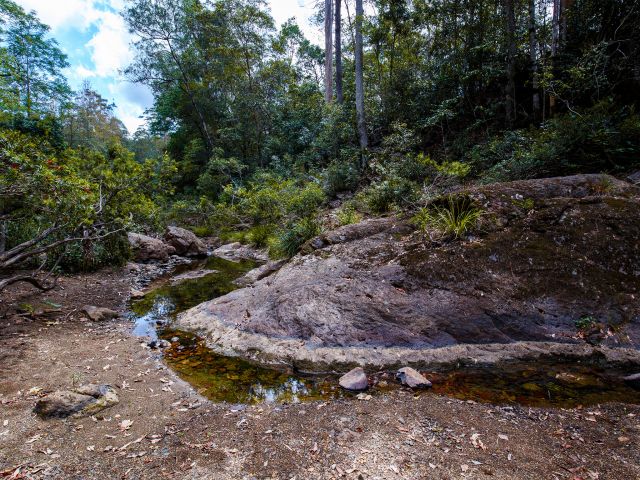 Enjoy a leisurely stroll through tall, open eucalypt forest.