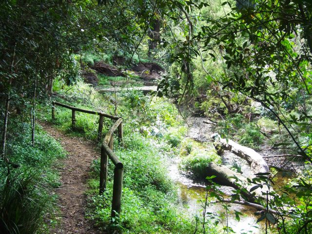 Follow Amamoor Creek around the Cedar Grove camping area on the Rainforest walk.