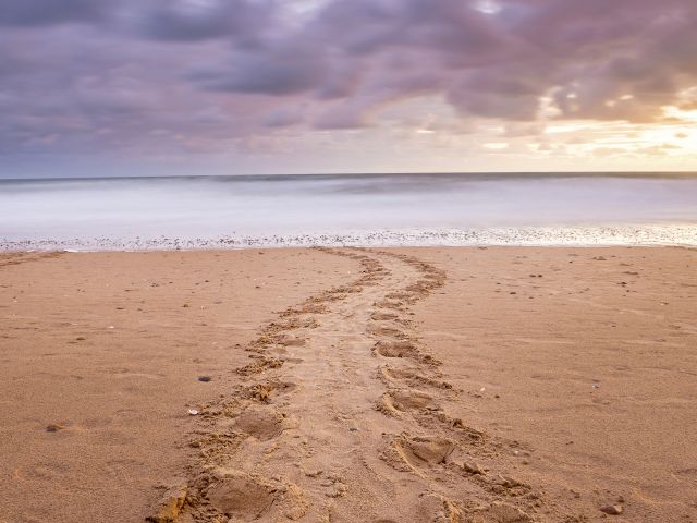 During the turtle nesting season, look for tracks on the beach.