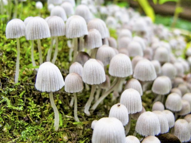 The rainforest undergrowth is full of different species of fungi.